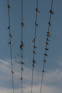 线上会议电线上的鸟类蓝色燕子休息会议天空理事会唱歌背景