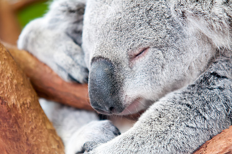 可爱的考拉熊睡在树上午睡睡眠毛皮动物鼻子白色母亲野生动物木头小憩婴儿图片