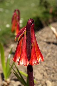 Cyrtanthus 山猫绿色橙子植物植物学百合花园黄色植物群图片