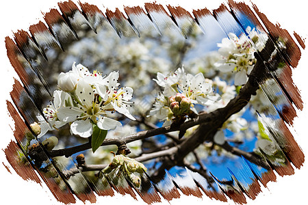 春天边框果树花的边框背景