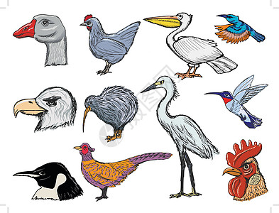 一组鸟鸟手工卡通片母鸡企鹅公鸡野生动物野鸡草图手绘羽毛图片