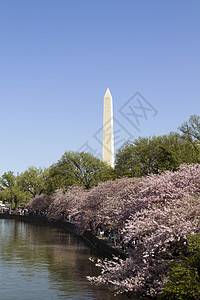 华盛顿古迹樱桃花高清图片