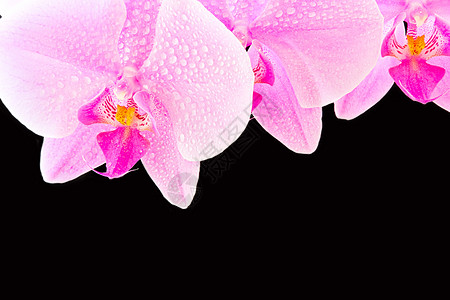 粉红色兰花紫色植物粉色花瓣植物学情调异国背景图片
