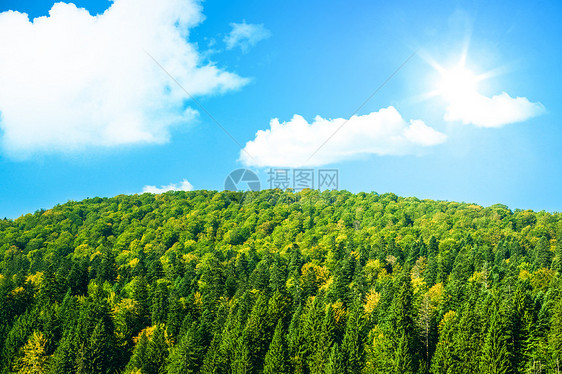 有阳光和蓝天空的绿林大森林图片