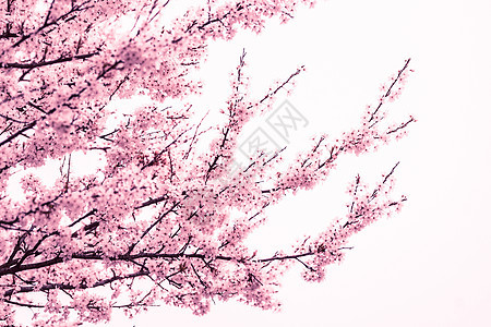 春天的粉樱花树图片