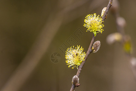 春天时的花朵柳树种子图片