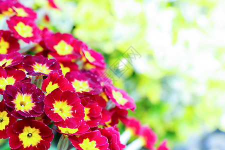 美丽的红樱草花的特写紫色花园花束叶子花瓣花朵花盆植物园艺背景