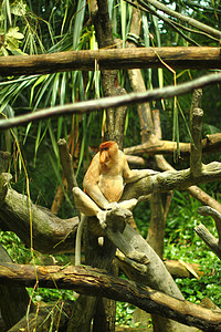 蛋白质猴子森林野生动物雨林动物园丛林热带荒野鼻猴图片