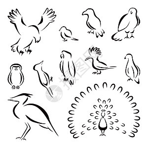 一组鸟鸟收藏麻雀动物黑色鸽子野生动物鹦鹉苍鹭插图啄木鸟图片