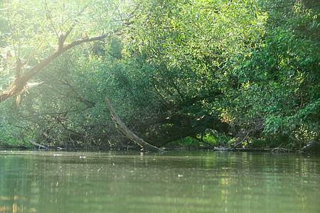 森林河现场全景环境叶子苔藓沼泽场景反射木头蓝色流动图片