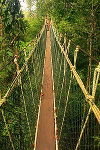 马来西亚国家公园Canopy步行道人行道森林丛林冒险国家绿色爬坡公园绳索踪迹图片