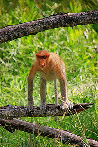 马来西亚婆罗洲 Borneo 一棵树上坐着蛋白质猴子平台丛林情调旅行濒危哺乳动物野生动物森林鼻音鼻子图片