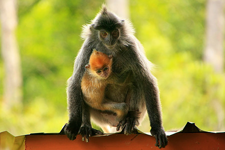 马来西亚婆罗洲 带小婴儿的银叶猴子灵长类叶子毛皮鸡冠花旅行女性叶猴公园哺乳动物丛林图片