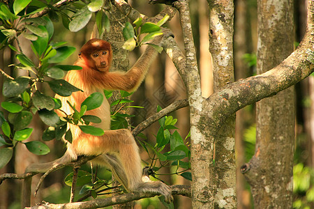 马来西亚婆罗洲 Borneo 坐在一棵树上荒野幼虫野生动物鼻子男性旅行森林鼻音红树情调图片