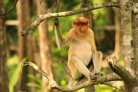 马来西亚婆罗洲 Borneo 坐在一棵树上鼻音荒野森林男性动物红树情调夫妻鼻子哺乳动物图片