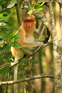 马来西亚婆罗洲 Borneo 坐在一棵树上红树森林旅行野生动物男性异国情调平台荒野动物图片