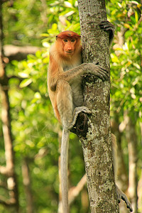 马来西亚婆罗洲 Borneo 坐在一棵树上荒野男性平台鼻音哺乳动物异国濒危红树野生动物丛林图片