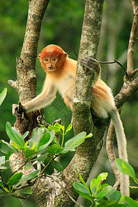 马来西亚婆罗洲 Borneo 坐在一棵树上红树情调旅行丛林野生动物濒危夫妻灵长类动物鼻子图片