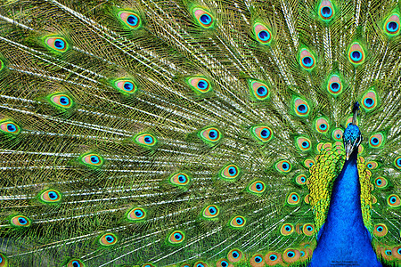 孔雀尾羽羽毛绿色鸟类野生动物自然图片