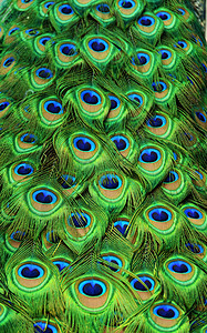 孔雀羽毛鸟类绿色野生动物尾羽动物背景图片