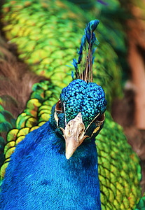 孔雀肖像绿色野生动物鸟类蓝色羽毛图片