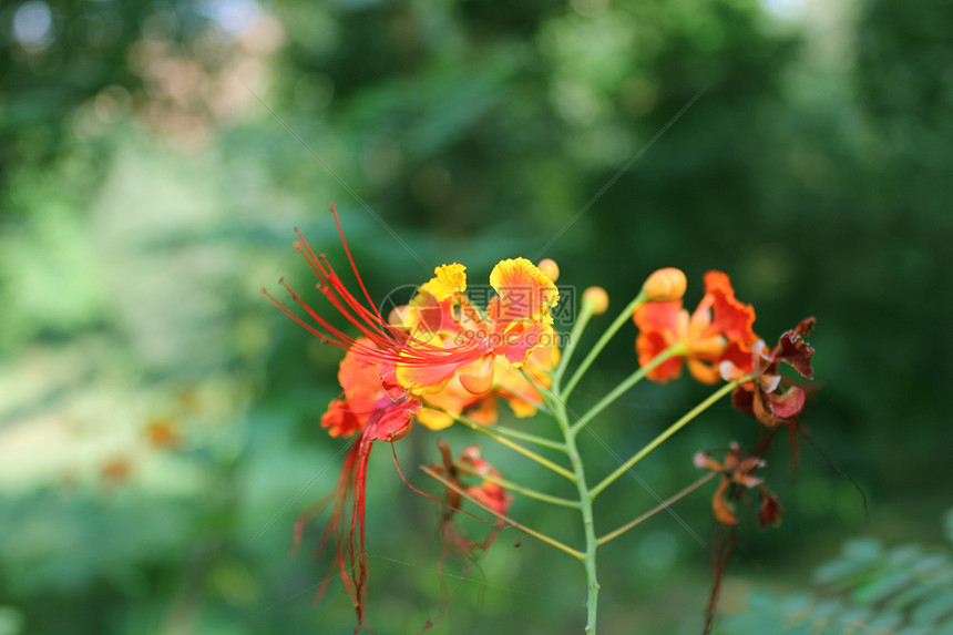 园中花朵花园阳光树叶色调公园植物学棕榈生态园艺叶子图片