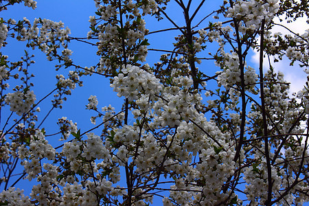 开阔的杏树植物花朵花期季节植物学园艺花粉果园植物群蓝色图片