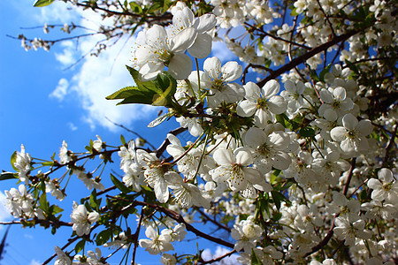 杏鲜花和春天香香图片