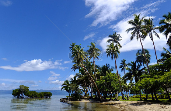 斐济Vanua Levu岛海滩上的棕榈树海岸线棕榈旅行热带海洋天空港口蓝色支撑天堂图片