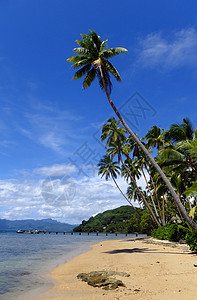 斐济Vanua Levu岛海滩上的棕榈树海岸线天堂蓝色海洋海岸棕榈旅行情调异国天空图片