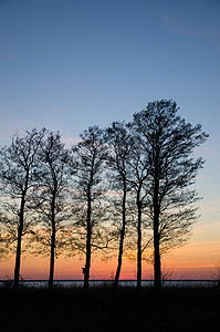 树形阴影蓝色橙子剪影森林日落公园树木黑色天空太阳背景图片