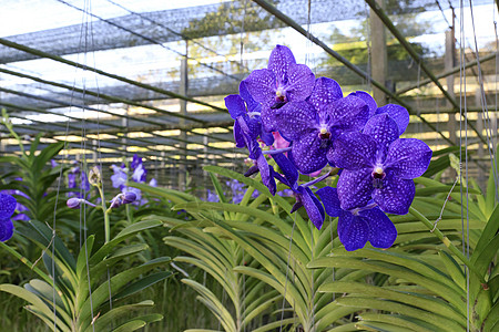 兰花石斛热带花瓣蓝色植物学绿色植物群花束背景图片