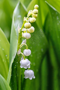 春花中闪耀着山谷的莉莉植物公园生活植物群荒野花瓣阳光叶子植被森林图片