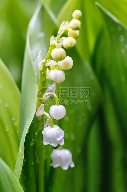 春花中闪耀着山谷的莉莉植物公园生活植物群荒野花瓣阳光叶子植被森林图片