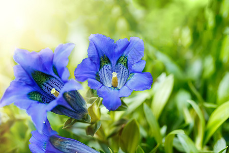 花园中蓝春花朵的花朵植物群植物高山荒野植物学文化背景资产保护山脉图片