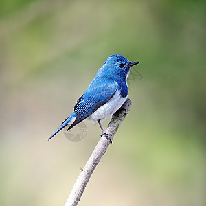 捕猎者Flypathere眼睛国家荒野翅膀男性野生动物动物蓝色热带森林图片