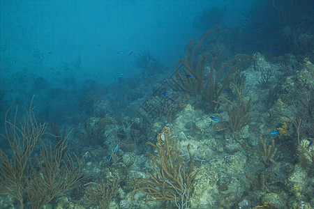 礁石中的克里奥尔图片