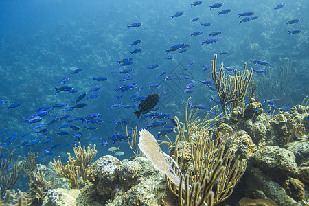 学校珊瑚海洋溪流鹿角蓝色海浪动物学海湾热带尾巴图片