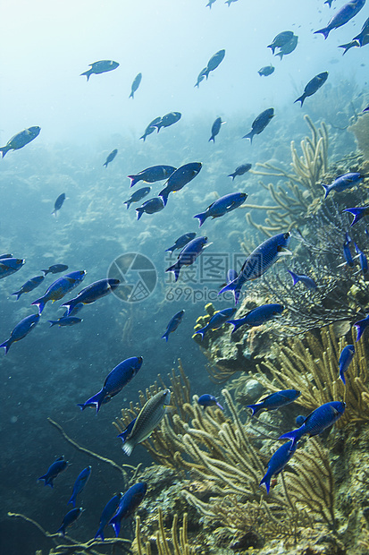 克里奥尔海湾濒危游泳珊瑚海洋尾巴生活海浪鹿角蓝色图片
