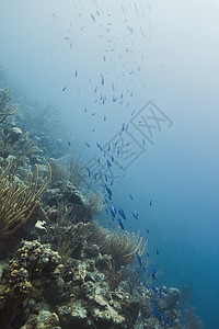 学校海浪溪流尾巴盐水潜水濒危海湾生活壁架热带图片