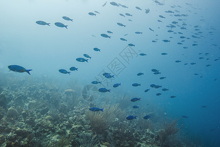 学校海洋学潜水尾巴盐水壁架热带生活游泳动物学生物学图片