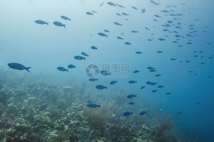 学校海洋学潜水尾巴盐水壁架热带生活游泳动物学生物学图片