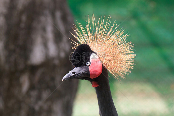 黑冠起重机典礼阳光鸟类荒野公园动物园脖子波峰加冕翅膀图片