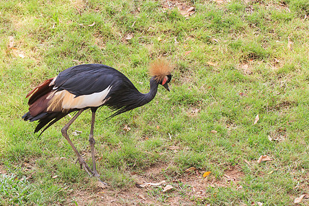 黑冠起重机典礼翅膀鸟类动物园脖子凤头羽毛野生动物公园阳光图片
