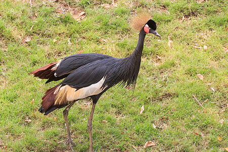黑冠起重机羽毛典礼加冕动物园荆棘公园国家脖子阳光金子图片