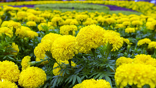 模纹花坛黄纹子背景