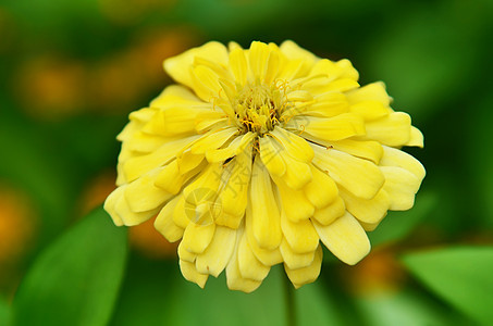 美丽的黄色花朵仙客花坛花园绿色花瓣雏菊背景图片