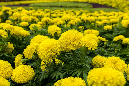 模纹花坛黄纹球场背景