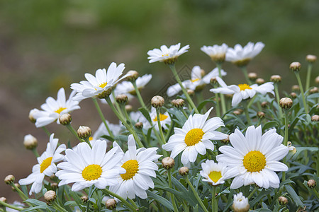 性质中的仙丹甘菊野花洋甘菊植物花瓣种子花园环境阳光农村图片