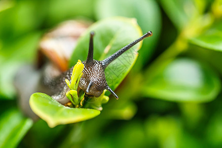 小花园蜗牛宏观速度棕色鼻涕虫粘液房子螺旋害虫动物食物图片